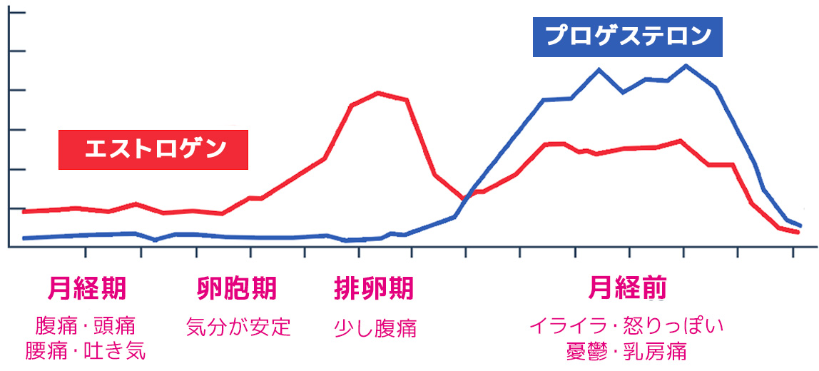 エストロゲンとプロゲステロン分泌量