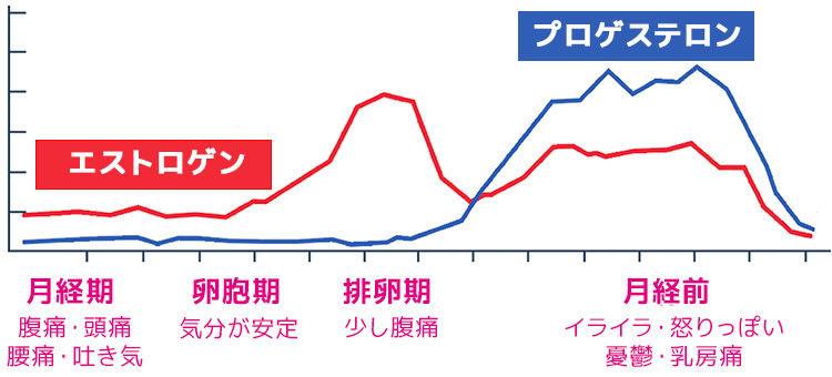 エストロゲンとプロゲステロン分泌量